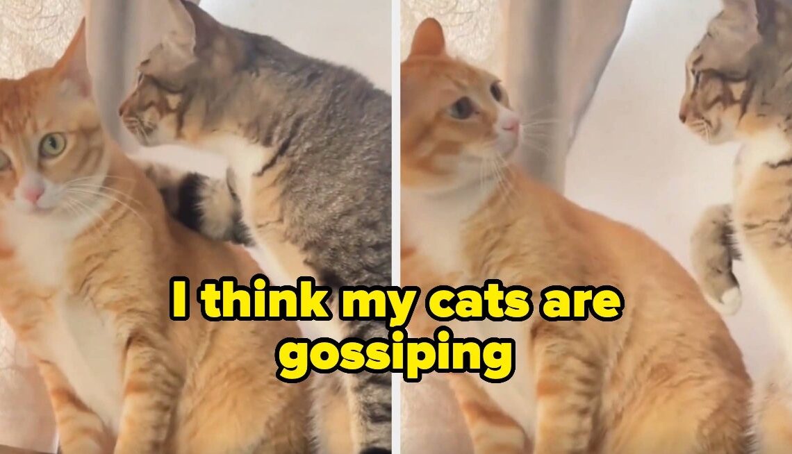 101 Hysterical Dog and Cat Photos That Were, TBH, The Only Good Thing About 2025