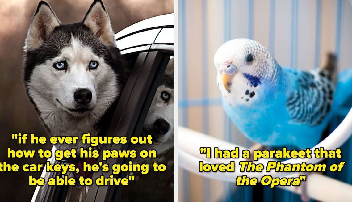27 Pet Stories That Prove Our Animals Are As Smart As They Are Freakin' Hilarious