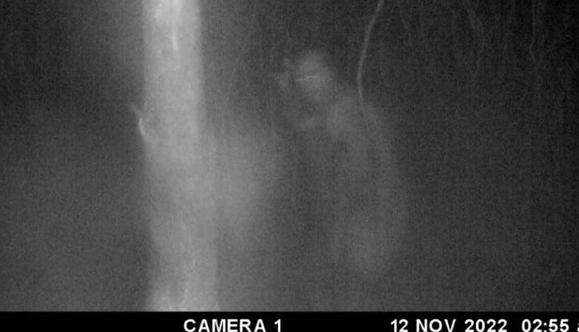 17 Pictures From Trail Cams That Nature Just Didn't Want Us To See