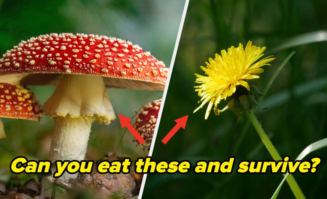 How Much Do You Really Know About What's Safe To Eat In The Wild?