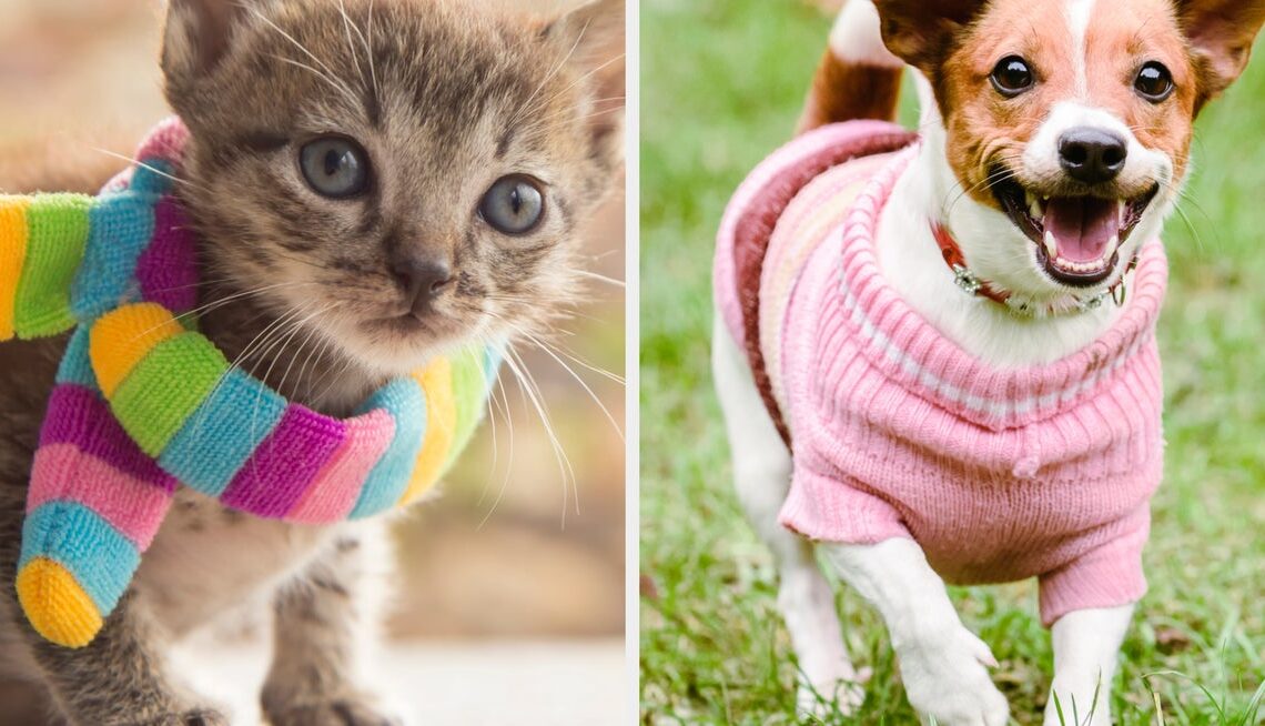 It's National Dress Up Your Pet Day, so you know what to do — comment a photo of your stylish pets!