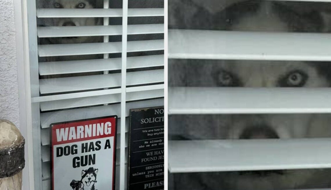 These 16 Absurdly Funny Signs Will Guarantee Your 2026 Begins With Pure Joy