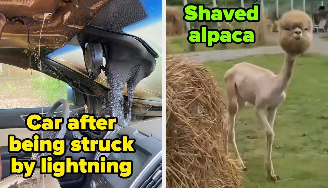 100 Fascinating Photos I Discovered This Week That Blew My Mind Into A Million Bajillion Pieces