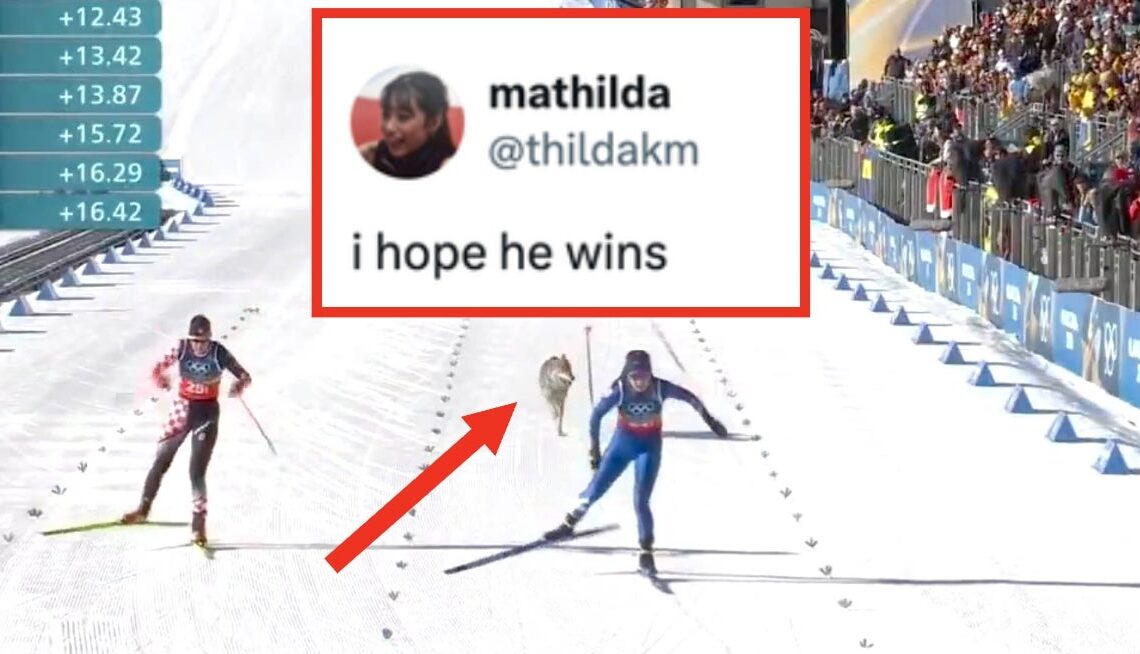 I Truly Cannot Believe This Video Of A Wolf Dog Crashing An Olympic Race Is Real