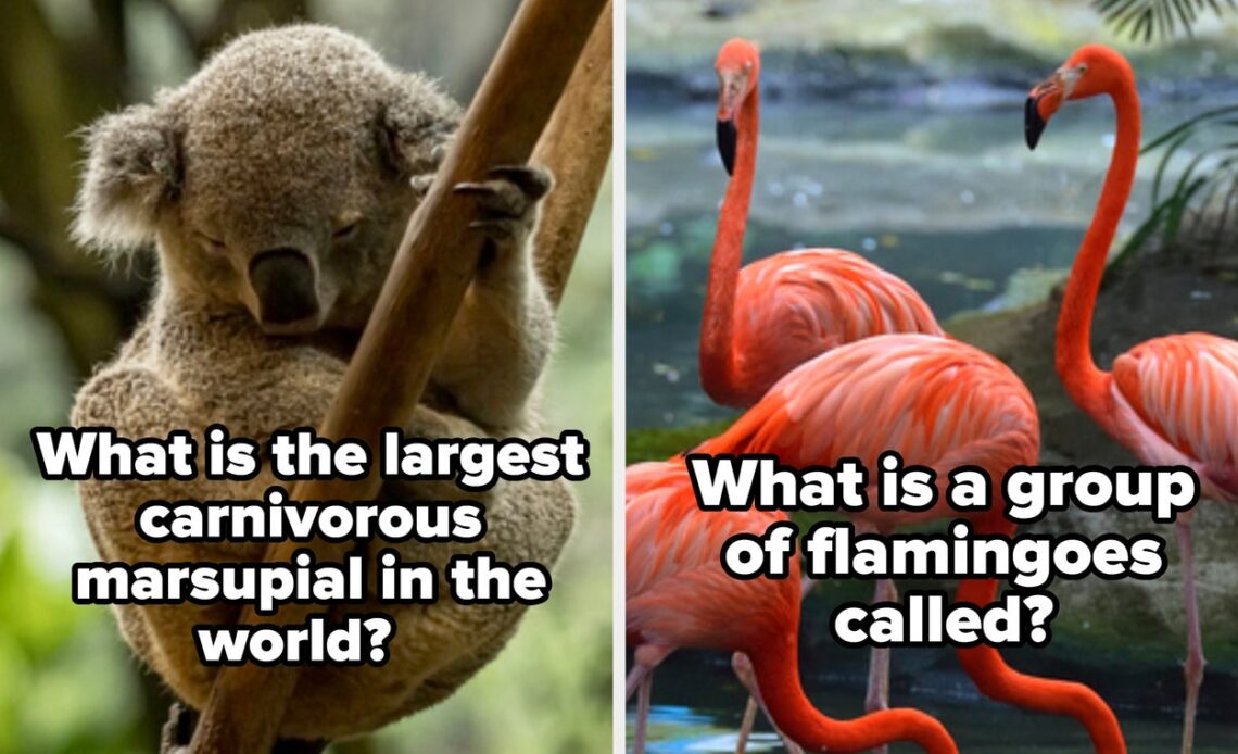 If You Aced Your Biology Class In School, This Animal Trivia Quiz Should Be Easy-Peasy For You